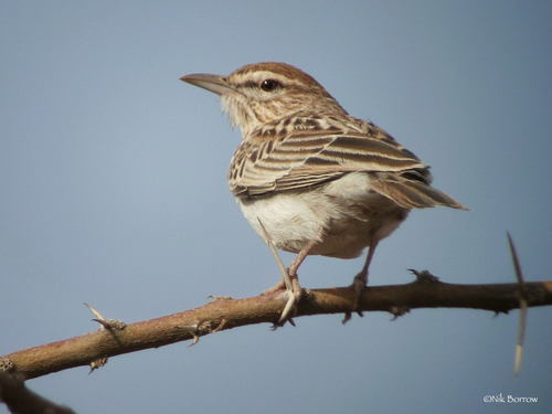 Gillett's Lark