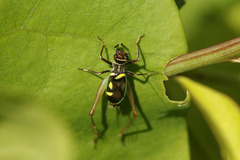 Phylloscyrtus amoenus