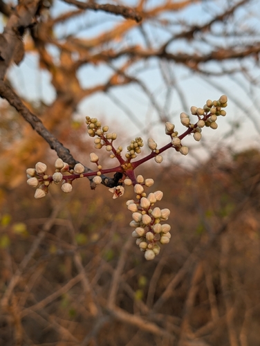 Indian frankincense (Boswellia serrata)