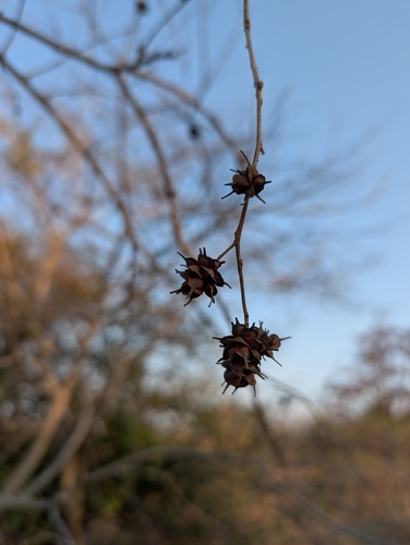 Indian Sumac (Terminalia anogeissiana)