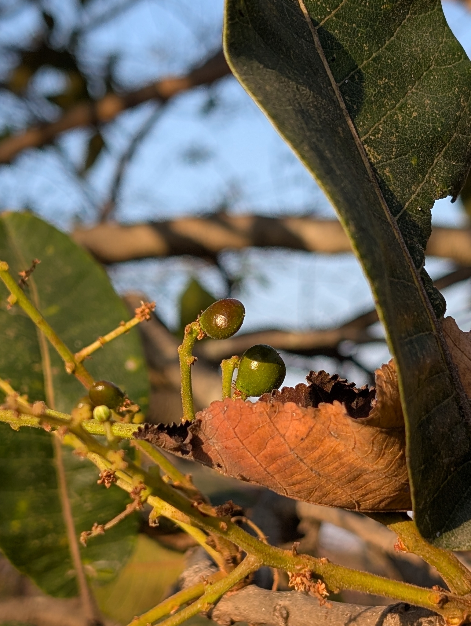Lanzan (Buchanania cochinchinensis)