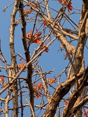 Erythrina suberosa, photograph (c) Ravuri Krishna Chaitanya, some rights reserved (CC BY)