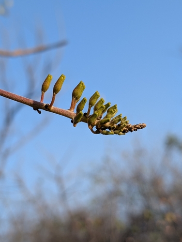 Erythrina suberosa, photograph 6