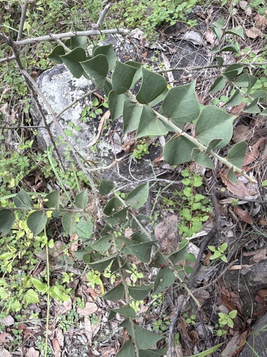 Capparis canescens, photograph 3