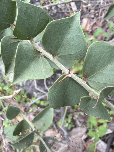 Native Pomegranate (Capparis canescens)