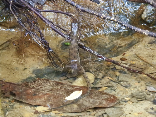 Brook’s Keeled Skink