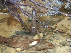 Brook’s Keeled Skink