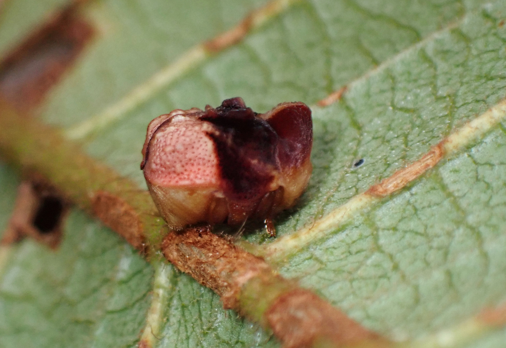 Chlamisus aesopus