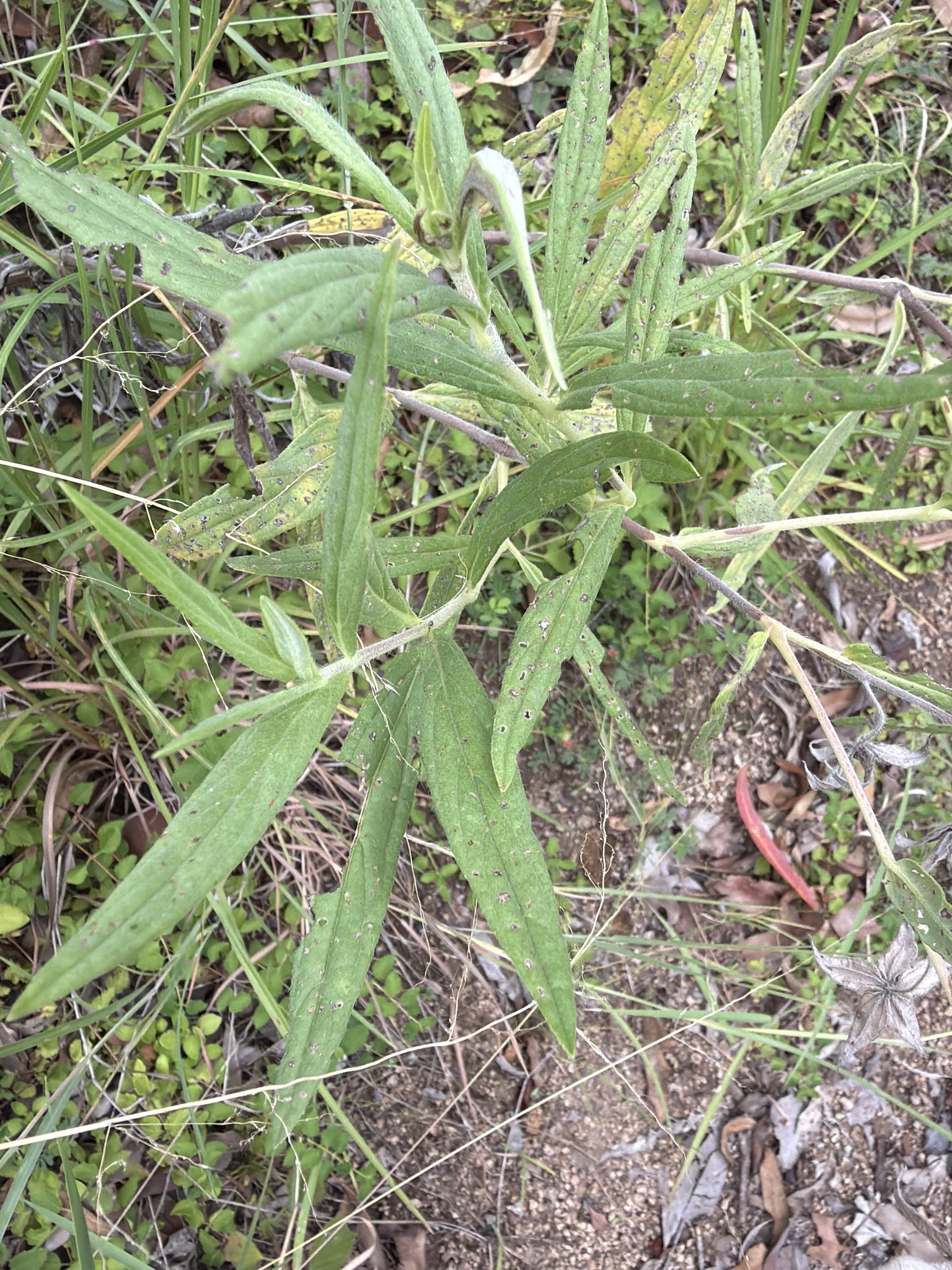 Camel Bush (Trichodesma zeylanicum)