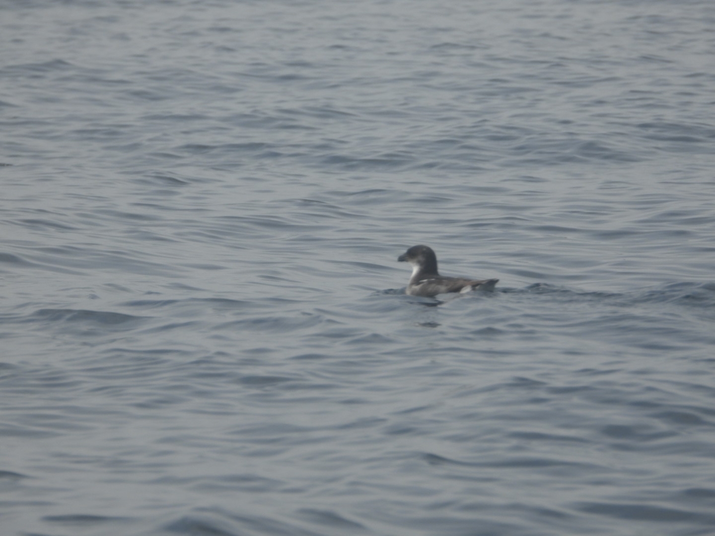 Peruvian Diving Petrel (Pelecanoides garnotii), photo 1