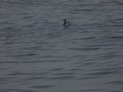 Peruvian Diving Petrel (Pelecanoides garnotii), photo 2