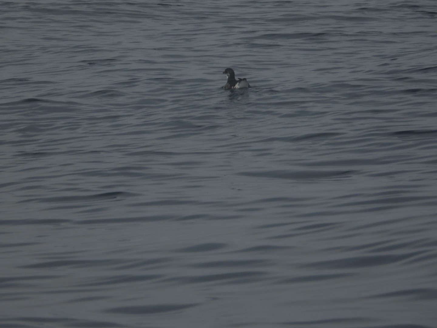 Peruvian Diving Petrel (Pelecanoides garnotii), photo 2