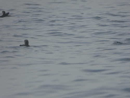 Peruvian Diving Petrel (Pelecanoides garnotii), photo 6