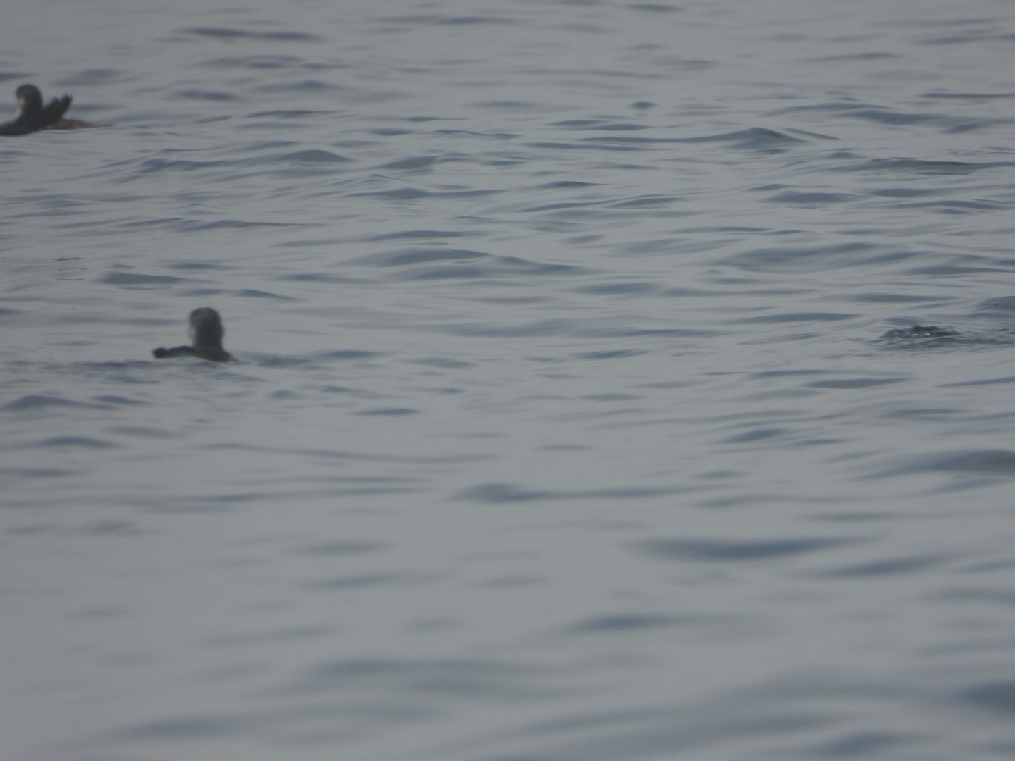 Peruvian Diving Petrel (Pelecanoides garnotii), photo 8