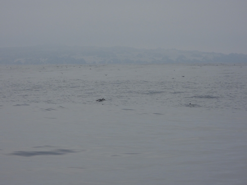 Peruvian Diving Petrel (Pelecanoides garnotii), photo 7