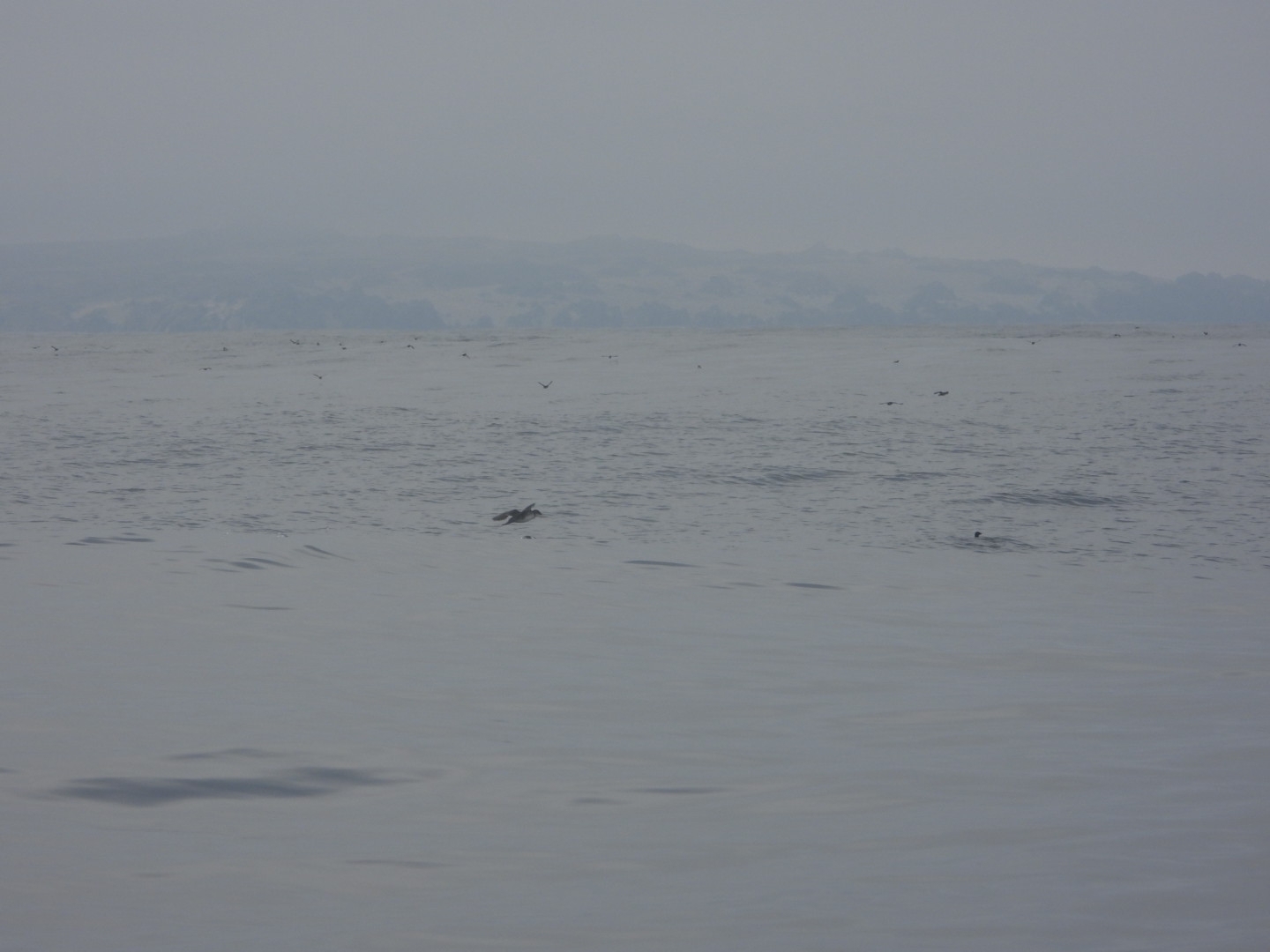 Peruvian Diving Petrel (Pelecanoides garnotii), photo 9