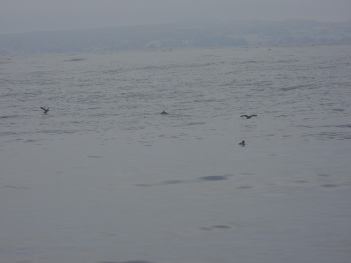 Peruvian Diving Petrel (Pelecanoides garnotii), photo 8
