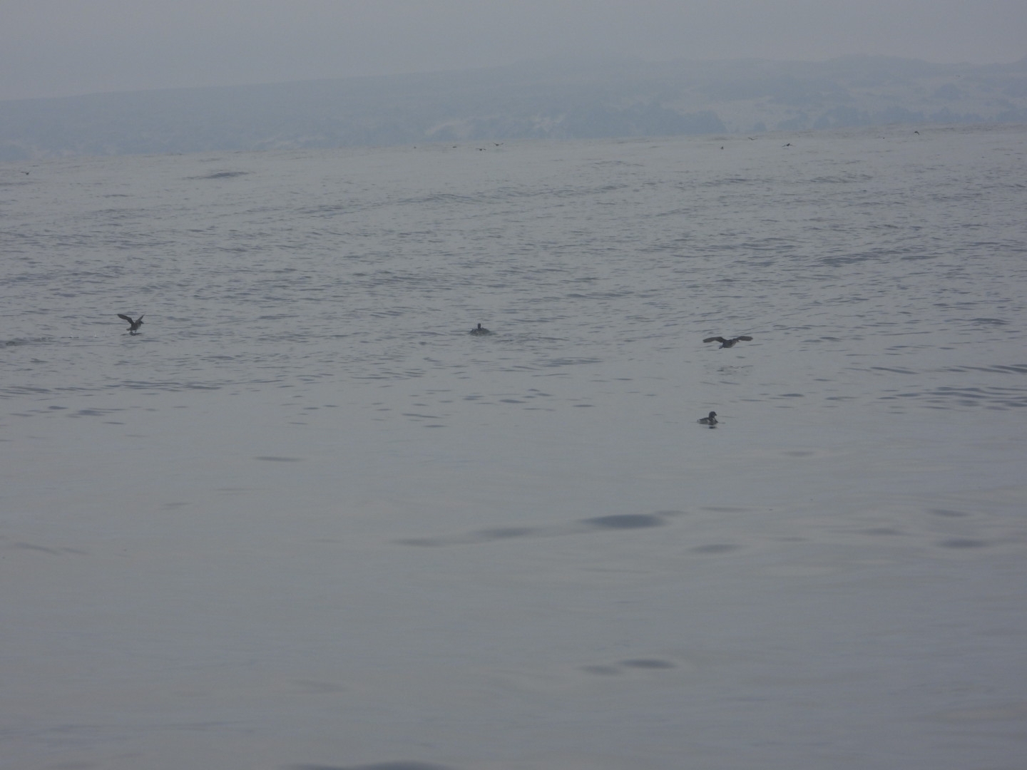 Peruvian Diving Petrel (Pelecanoides garnotii), photo 10