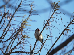 Carduelis carduelis