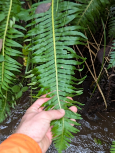 Fishbone water-fern