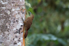 Xiphocolaptes promeropirhynchus