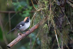 Atlapetes leucopterus