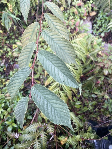 Carpinus kawakamii observed 2026-03-04