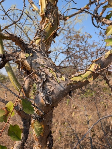 Indian frankincense (Boswellia serrata)