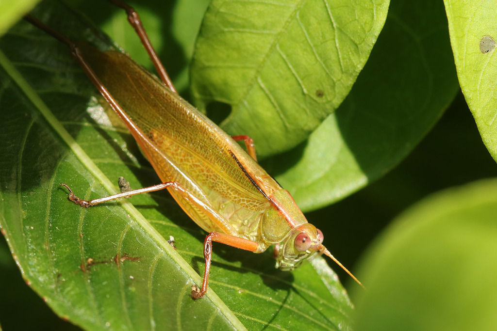 Theudoria melanocnemis