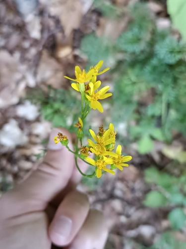 A hundred little daisies (Jacobaea adonidifolia)