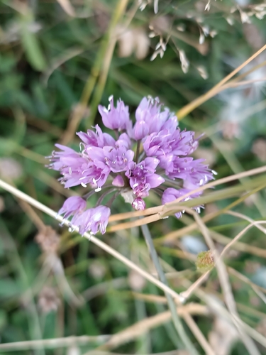 German Garlic (Allium lusitanicum)