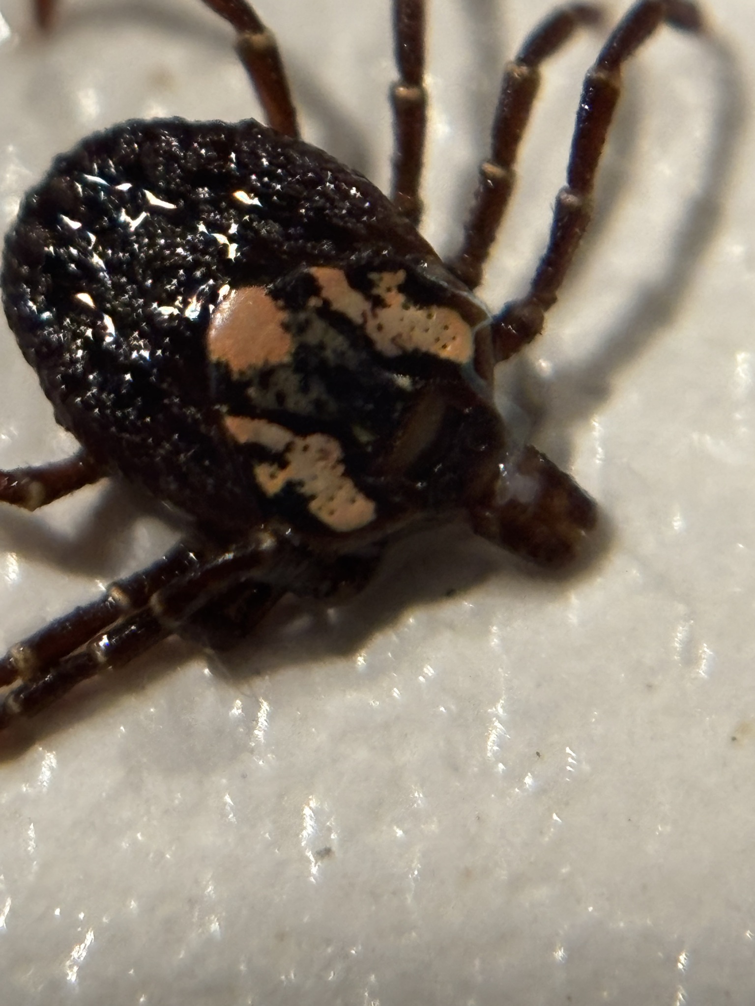 Amblyomma triguttatum Koch, 1844