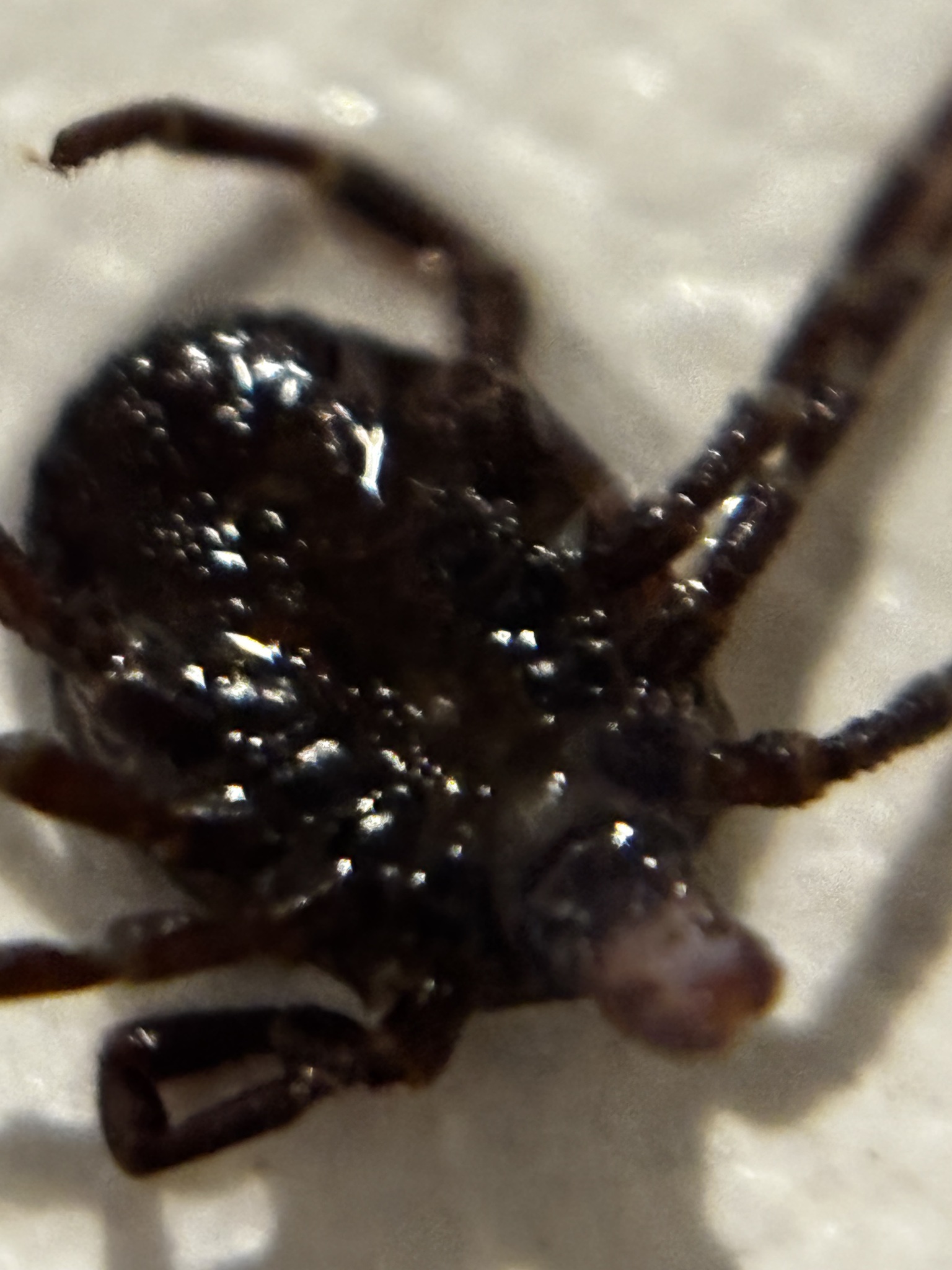 Amblyomma triguttatum Koch, 1844