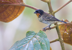 Ixothraupis rufigula