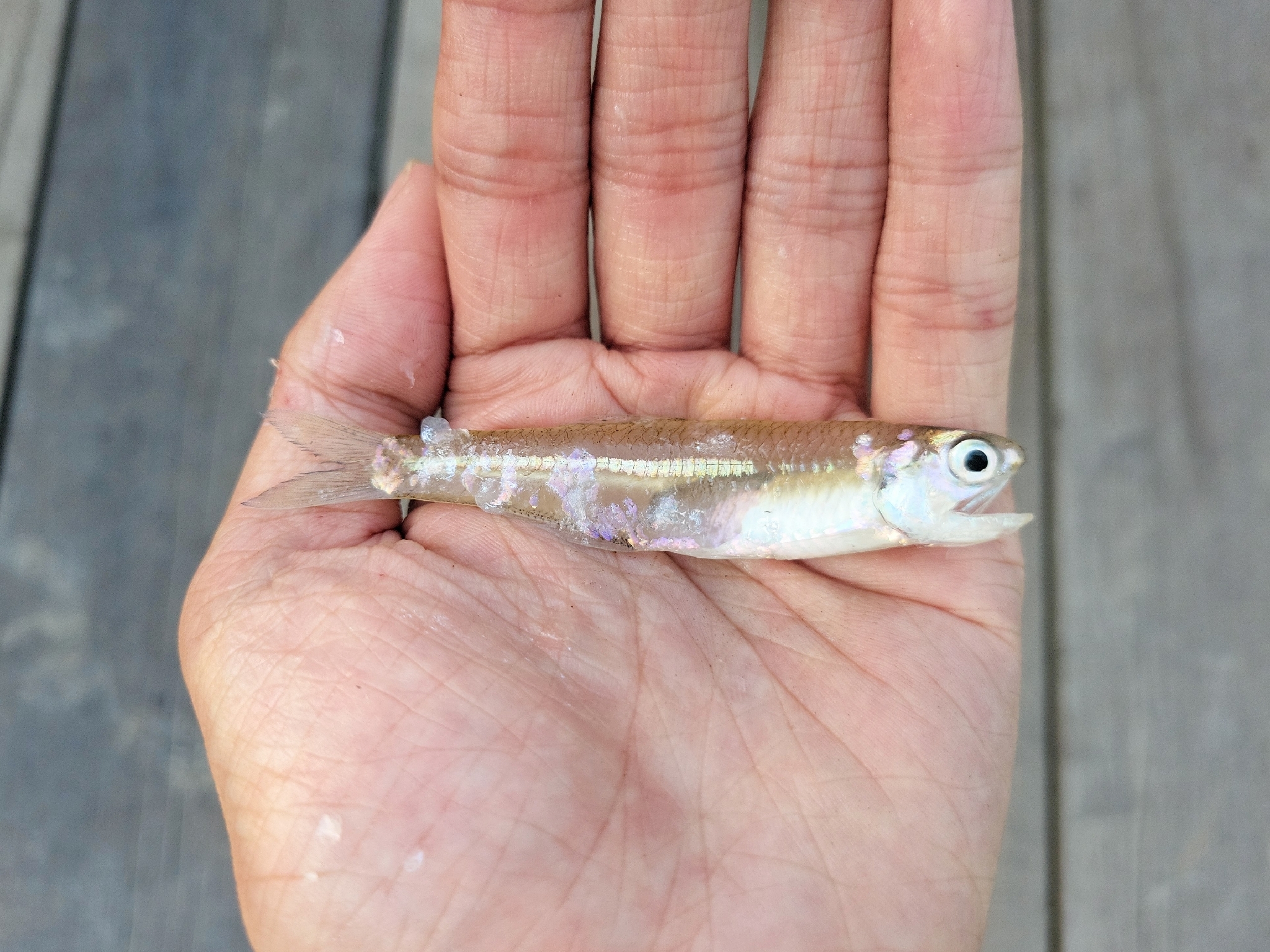 Oceanic Anchovy photo 4