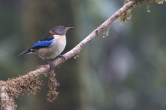 Iridophanes pulcherrimus