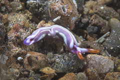 Thuridilla albopustulosa