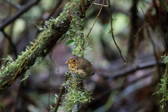 Grallaricula flavirostris