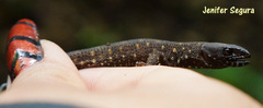 Lepidophyma tuxtlae