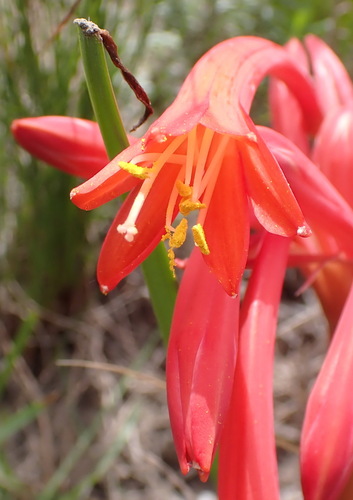 Garden Route Firelily (Cyrtanthus fergusoniae)