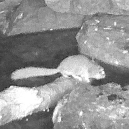 Common African Dormouse