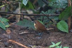 Grallaria flavotincta