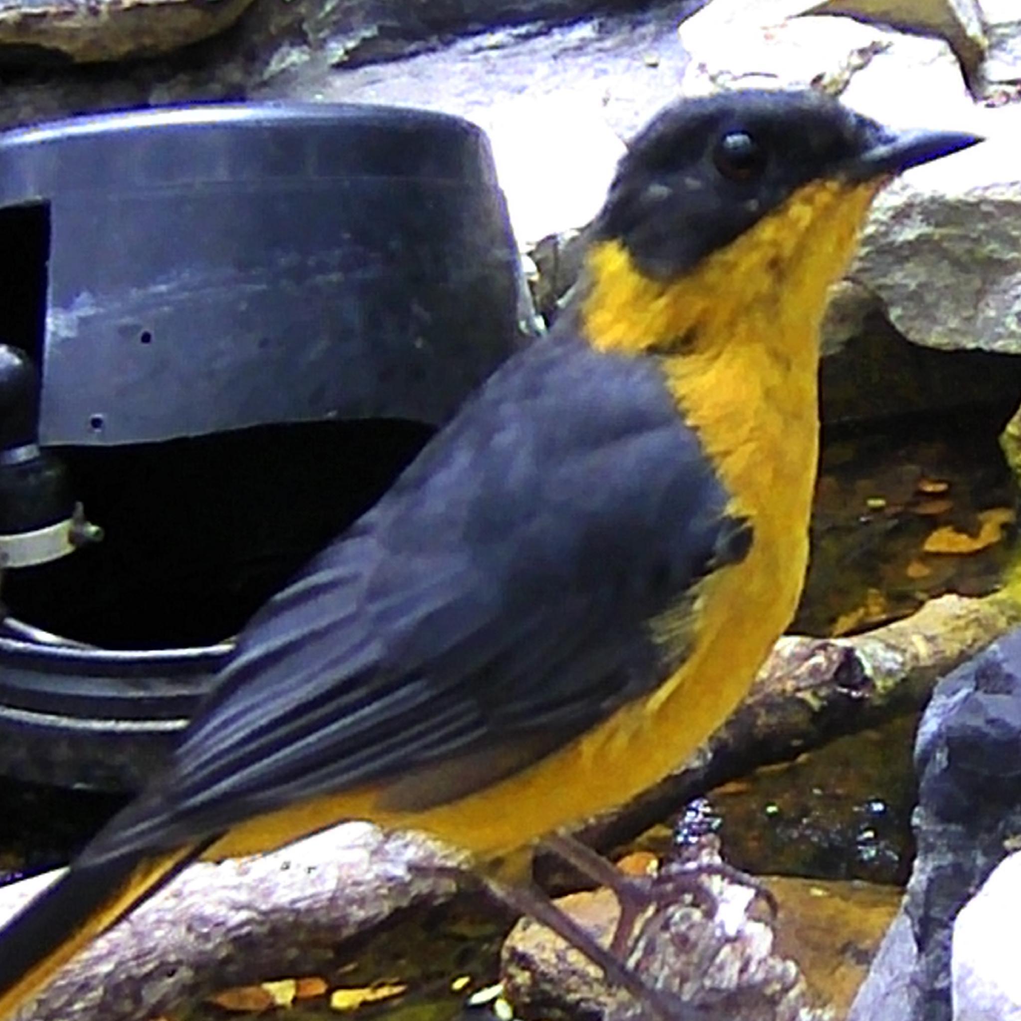 Chorister Robin-Chat (Cossypha dichroa), photo 4