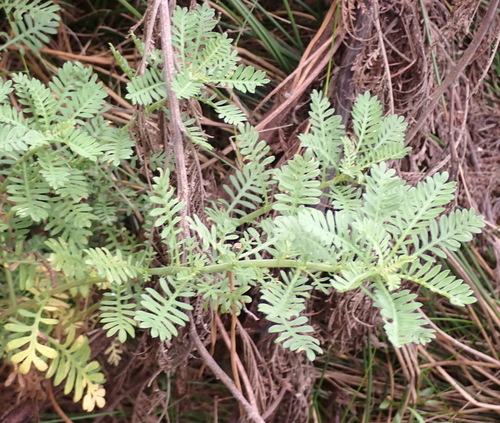 Scrambling Stinkals (Hippia frutescens)