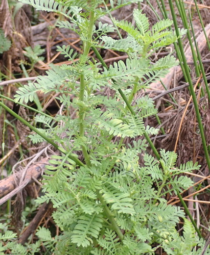 Hippia frutescens, photograph 5