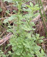 Hippia frutescens, photograph (c) Nicola van Berkel, some rights reserved (CC BY-SA)