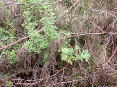 Hippia frutescens, photograph (c) Nicola van Berkel, some rights reserved (CC BY-SA)