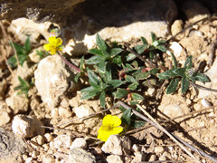 Helianthemum oelandicum