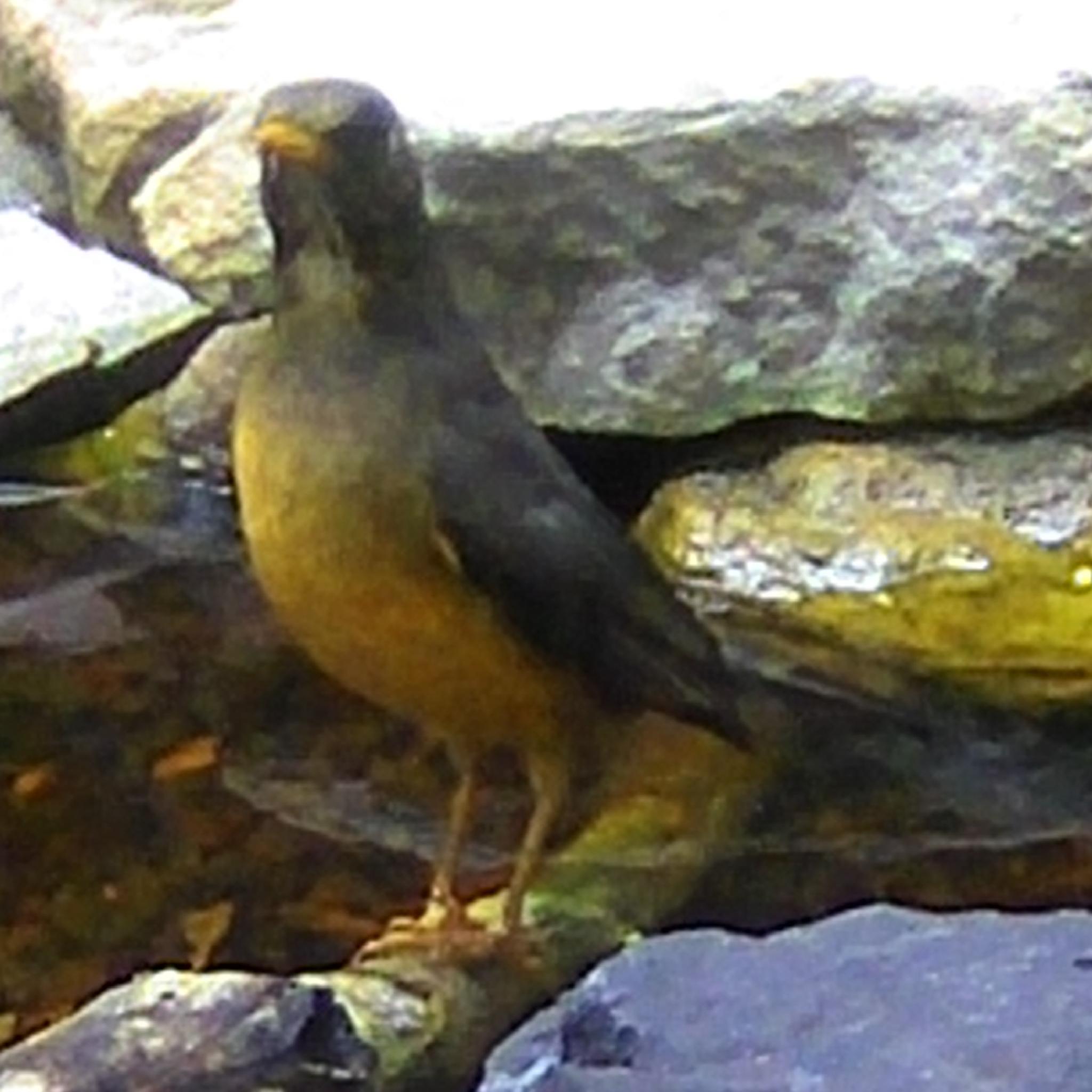 Olive Thrush (Turdus olivaceus), photo 7