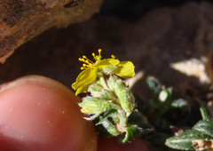 Helianthemum oelandicum
